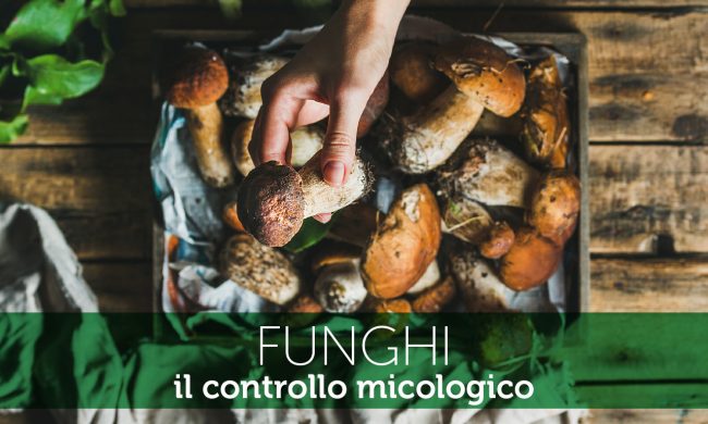 09 Funghi
